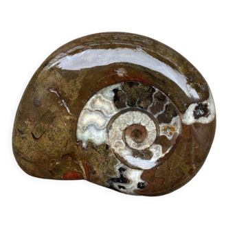 Polished fossilized ammonite paper press