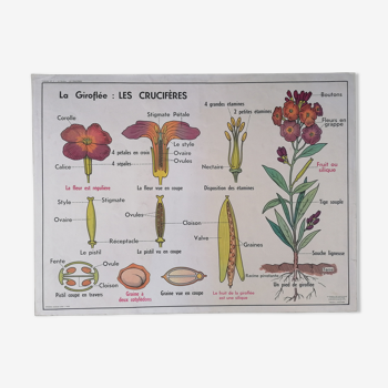 Old MDI school poster: Cloves, cruciferous & buttercups