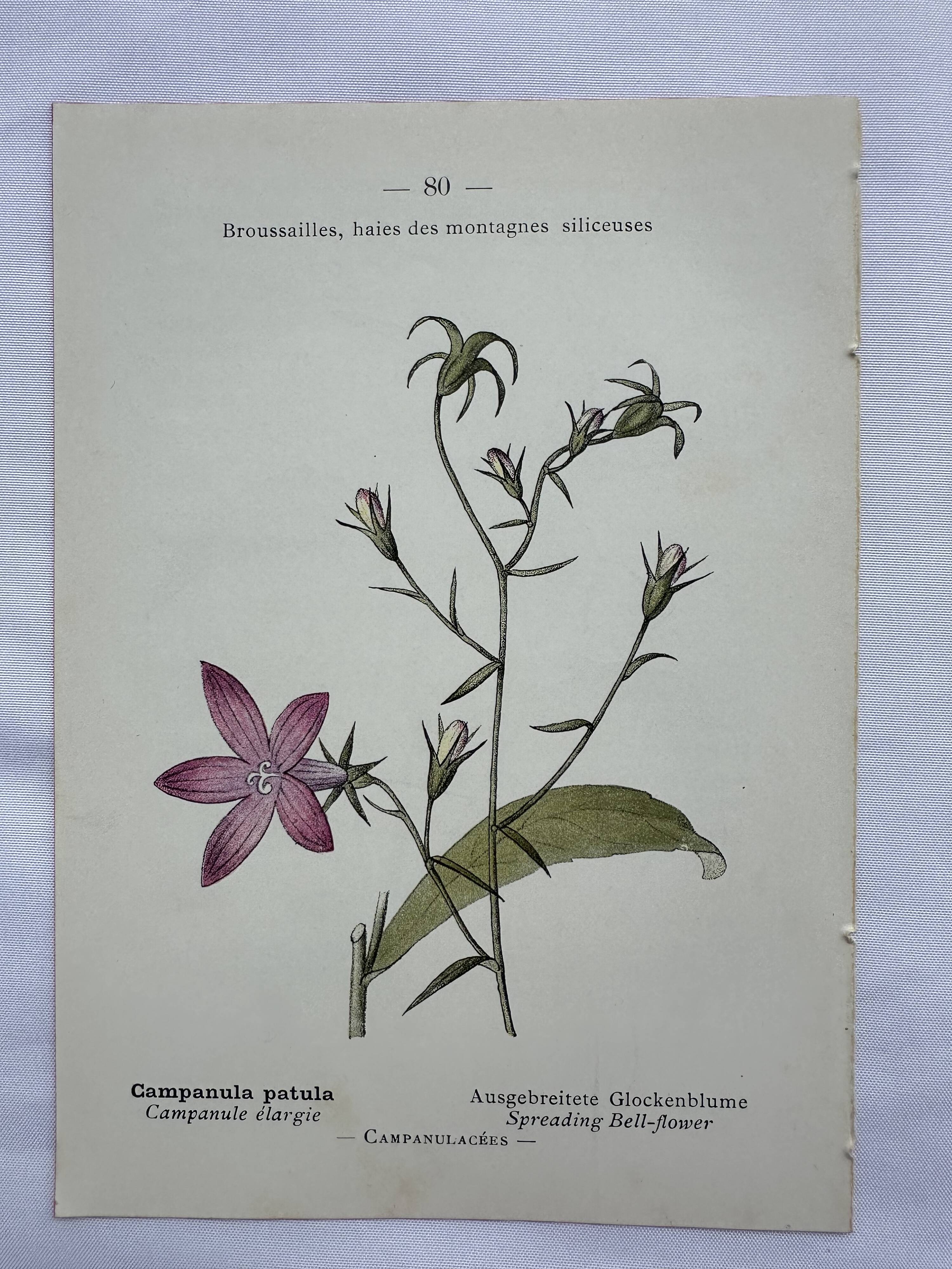 Vintage botanical lithograph naturalist plate France