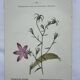 Vintage botanical lithograph naturalist plate France