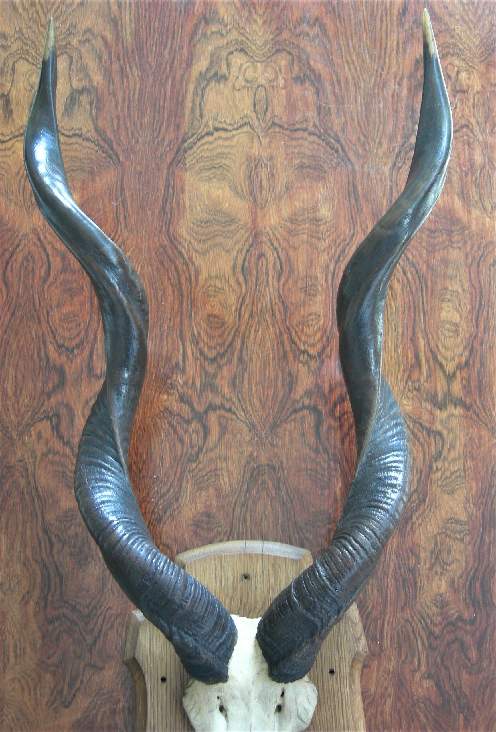 Trophée de chasse massacre d'antilope Kudu
