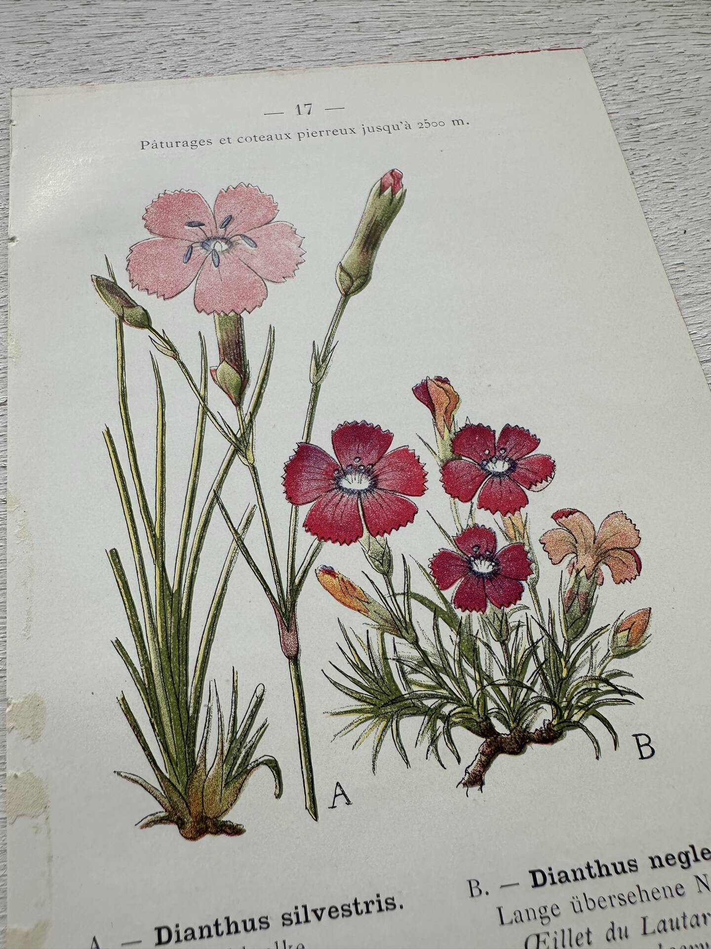 Botanical Plate 1800 Old naturalist engraving 19th century double-sided