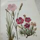 Botanical Plate 1800 Old naturalist engraving 19th century double-sided