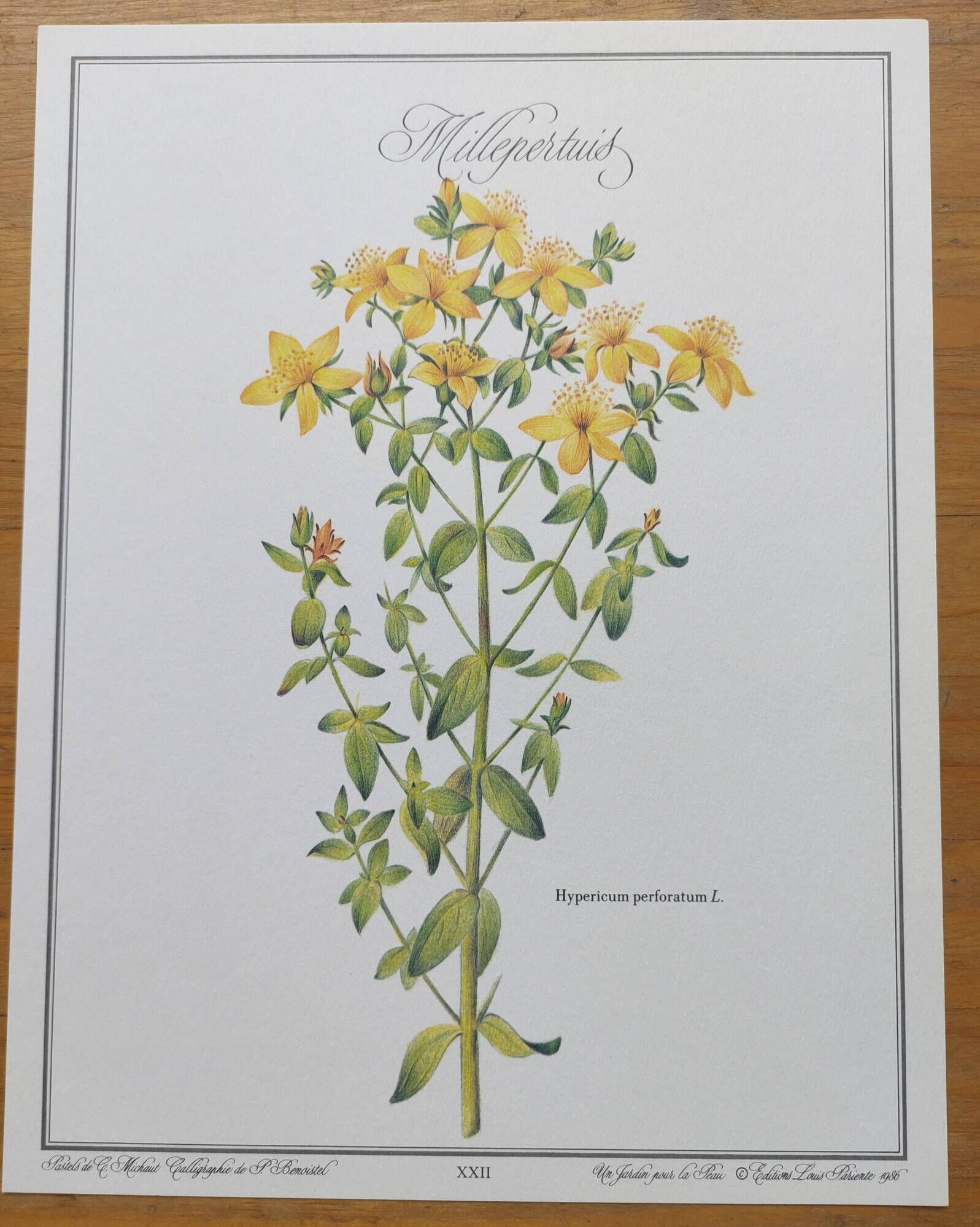 Botanical engraving -St. John's Wort- Illustration of medicinal plants and herbalism