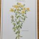 Botanical engraving -St. John's Wort- Illustration of medicinal plants and herbalism