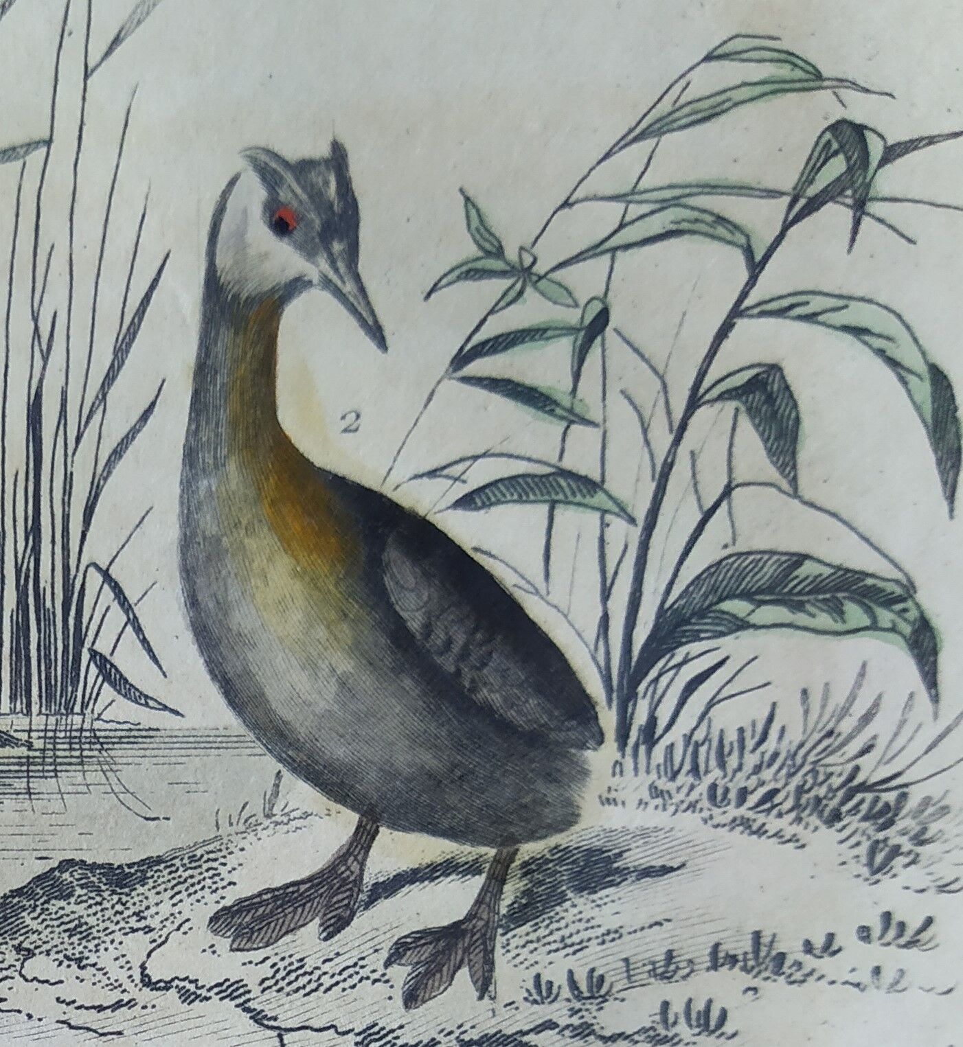 Original ornithological plate " Phalarope ashy - Gray-cheeked hail - &c... Buffon (1837)