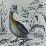 Original ornithological plate " Phalarope ashy - Gray-cheeked hail - &c... Buffon (1837)