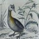 Original ornithological plate " Phalarope ashy - Gray-cheeked hail - &c... Buffon (1837)