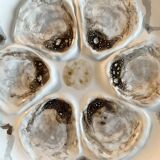 Oyster or shellfish plates Saint Amand