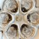Oyster or shellfish plates Saint Amand