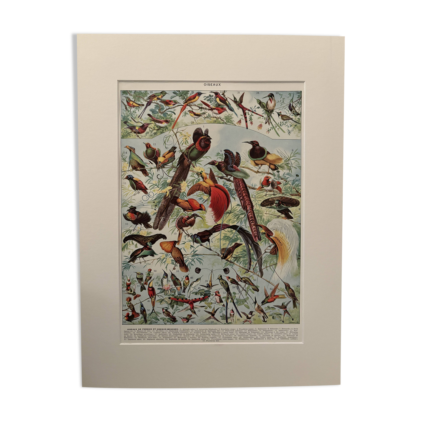 Planche illustrée vintage sur les oiseaux de paradis - 1930