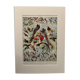 Planche illustrée vintage sur les oiseaux de paradis - 1930