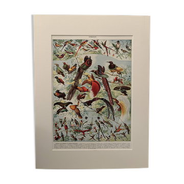 Planche illustrée vintage sur les oiseaux de paradis - 1930