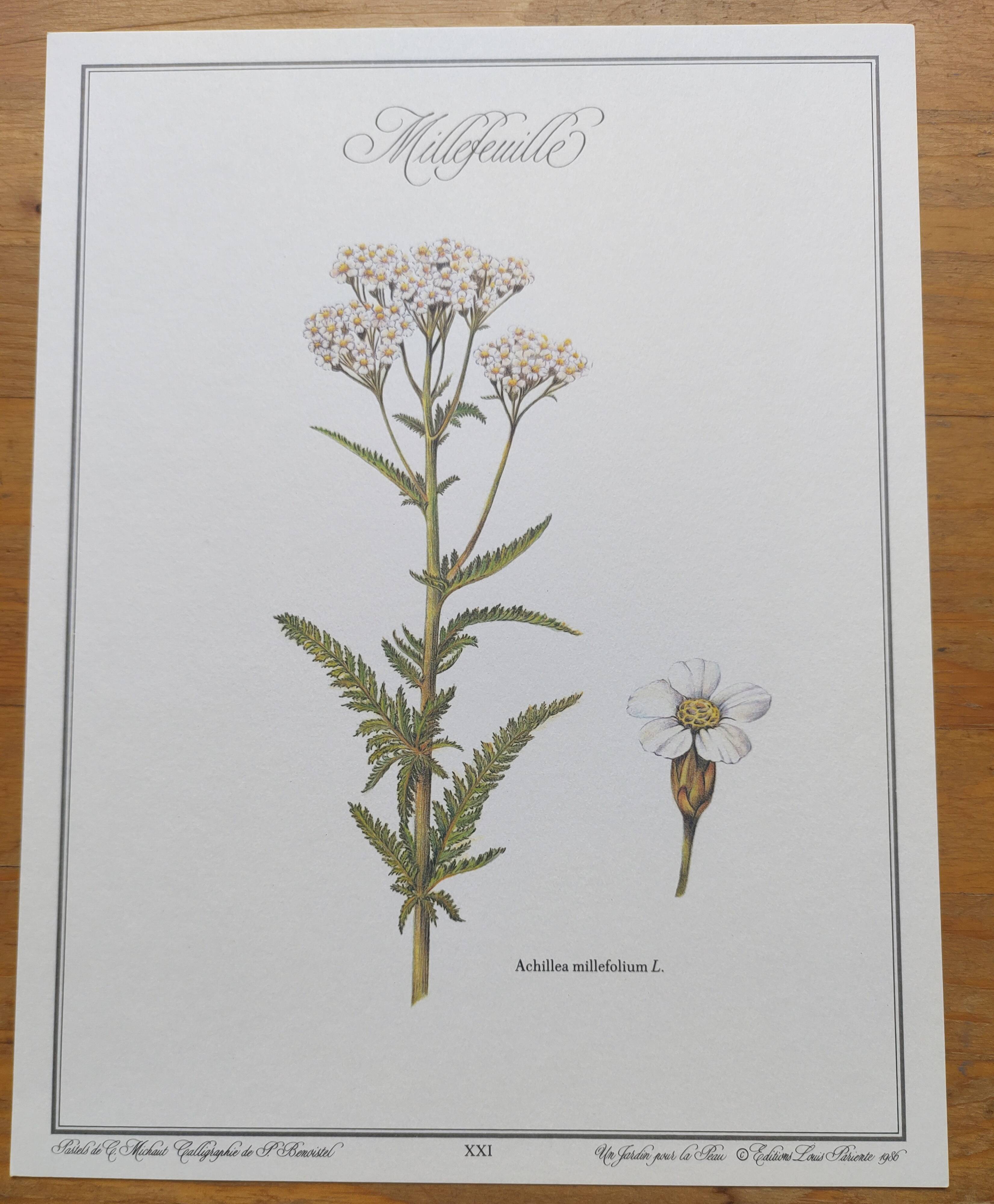 Gravure botanique - Millefeuille