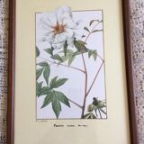 Reproduction of the "Paeonia Moutan" pj redoute under glass. Wooden frame. Hanging hook.