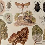 Lithograph on the diseases and enemies of beet from 1921