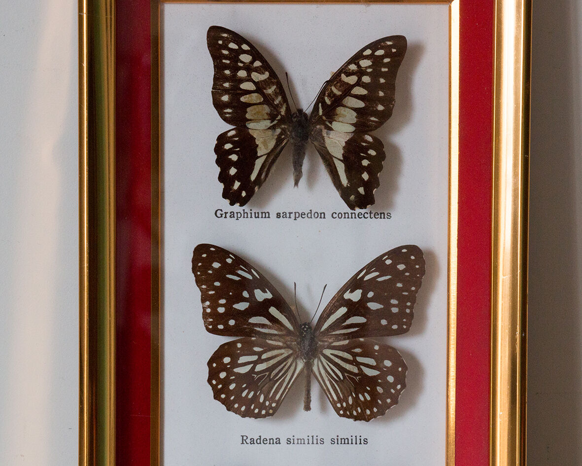 Framed butterflies