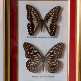 Framed butterflies