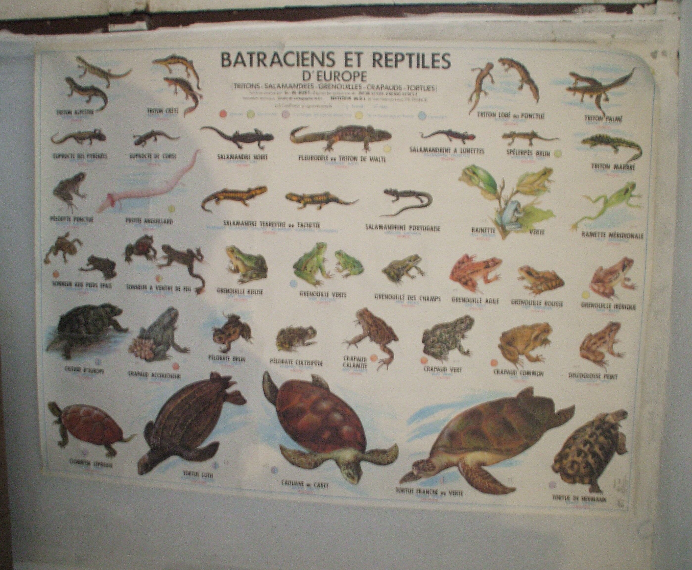 School poster reptiles and amphibians