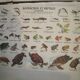 School poster reptiles and amphibians