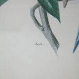 Lithographie oiseaux