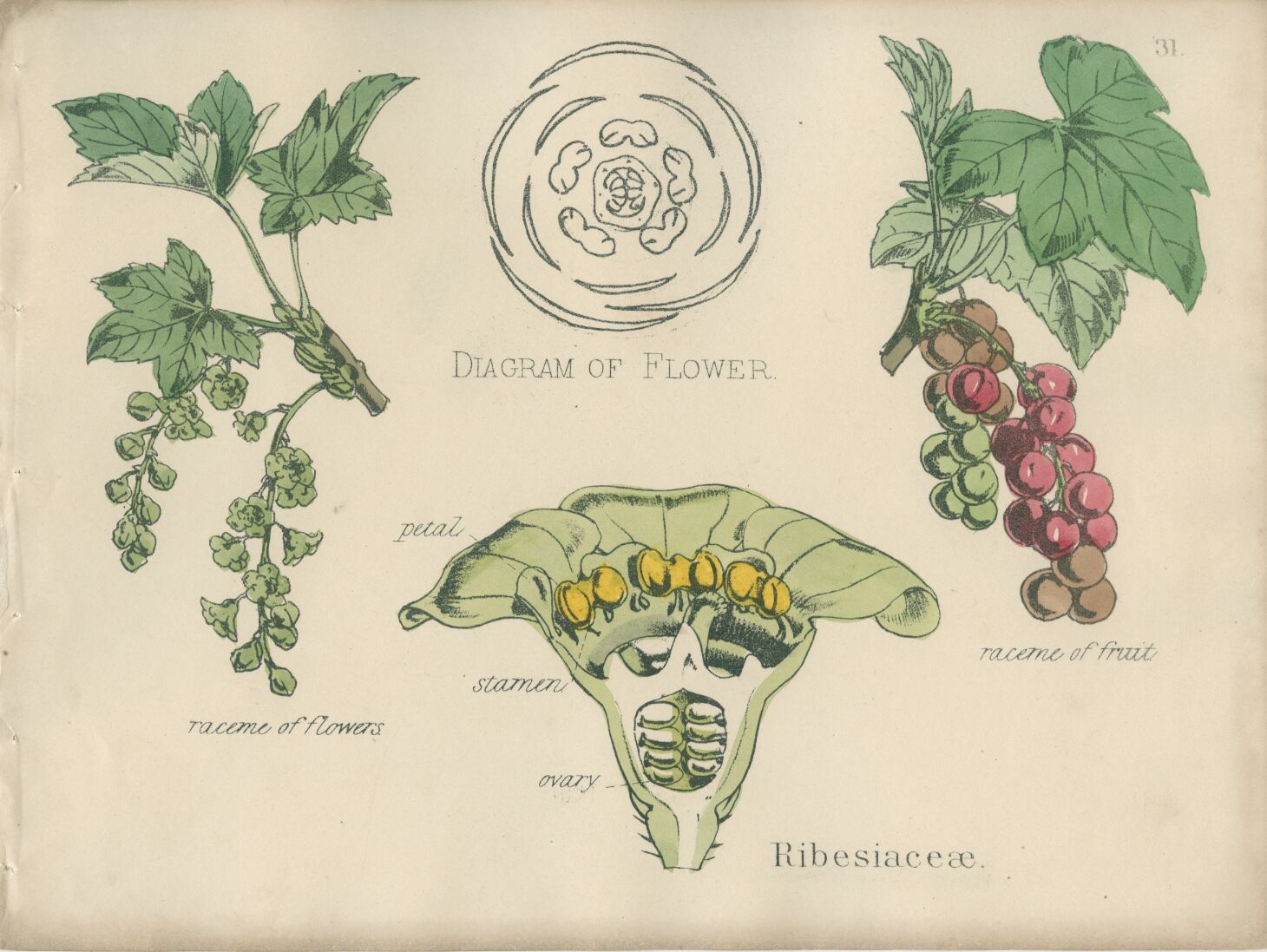 Old botanical poster board 1874 American blackcurrant, gooseberry, ribesiaceae