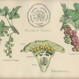 Planche affiche botanique ancienne 1874 cassis d'amérique, groseille, ribesiaceae