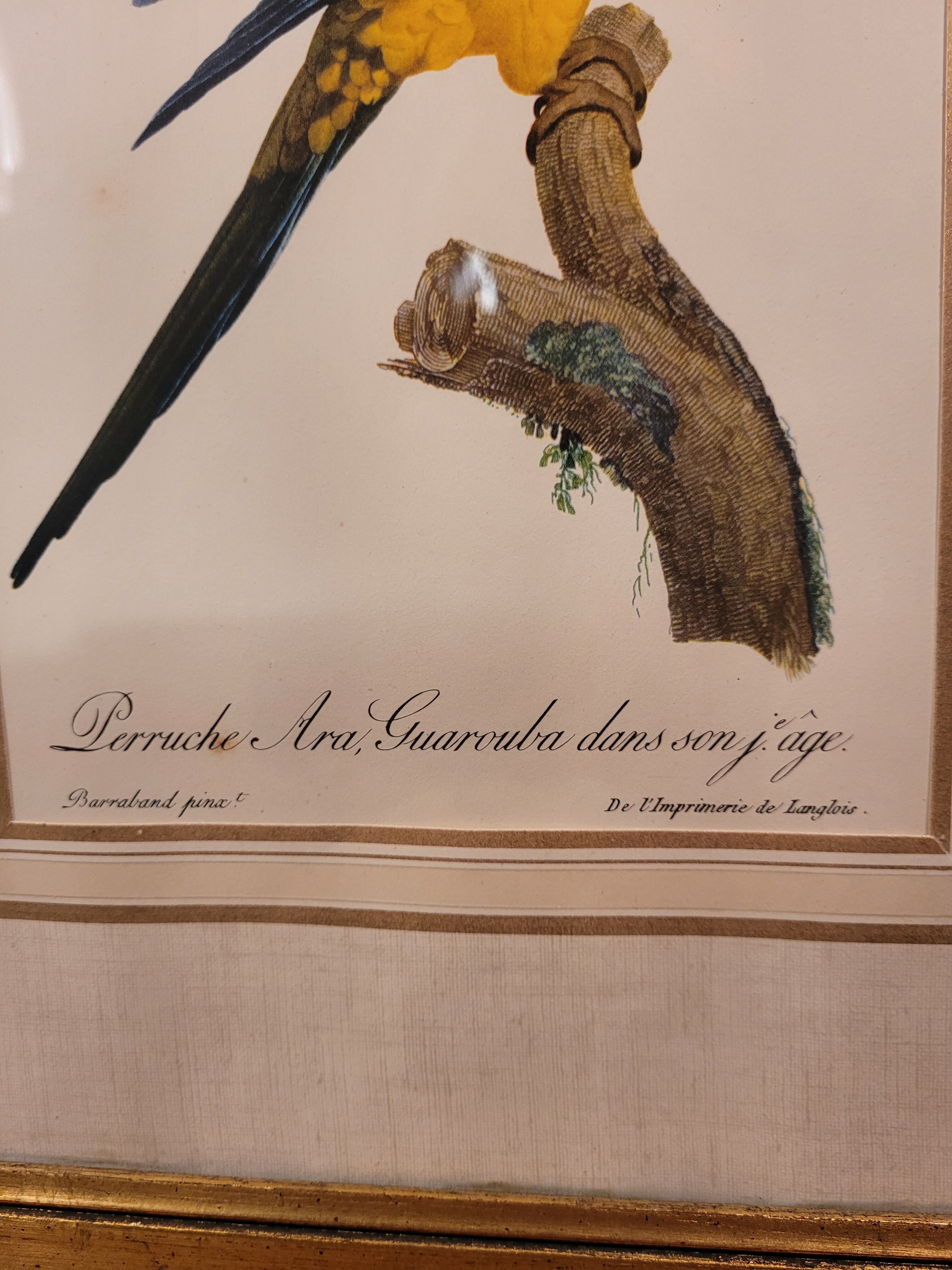 Yellow Macaw engraving