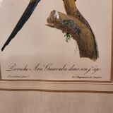 Yellow Macaw engraving