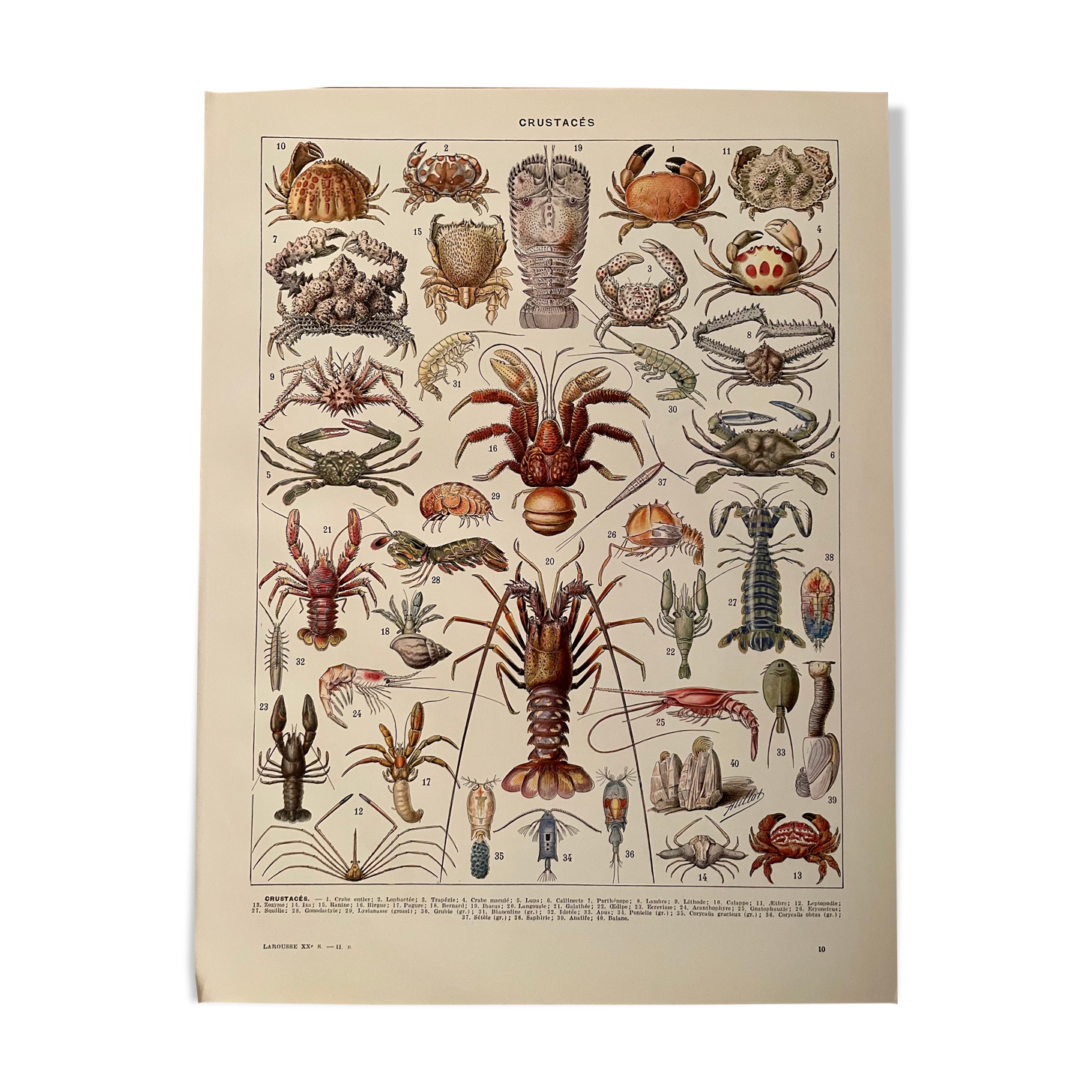 Lithograph on crustaceans from 1928