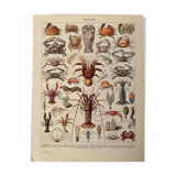 Lithograph on crustaceans from 1928