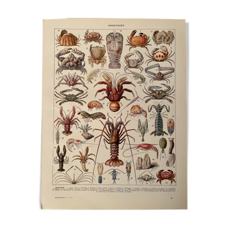 Lithograph on crustaceans from 1928