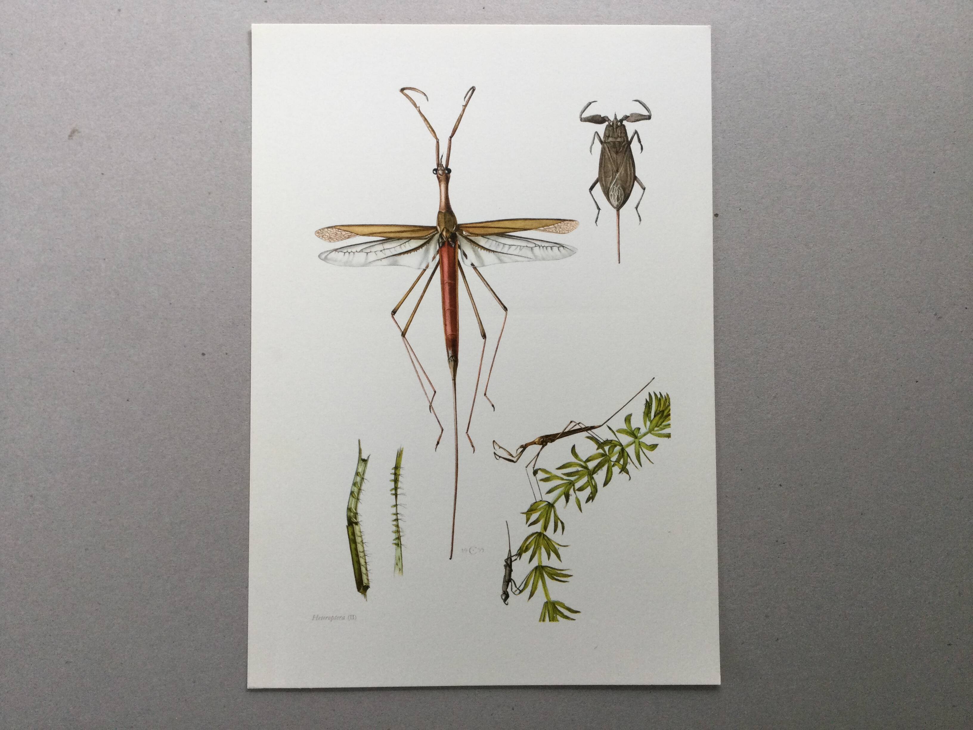 Vintage insect print. Original plate 1969.
