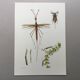 Vintage insect print. Original plate 1969.