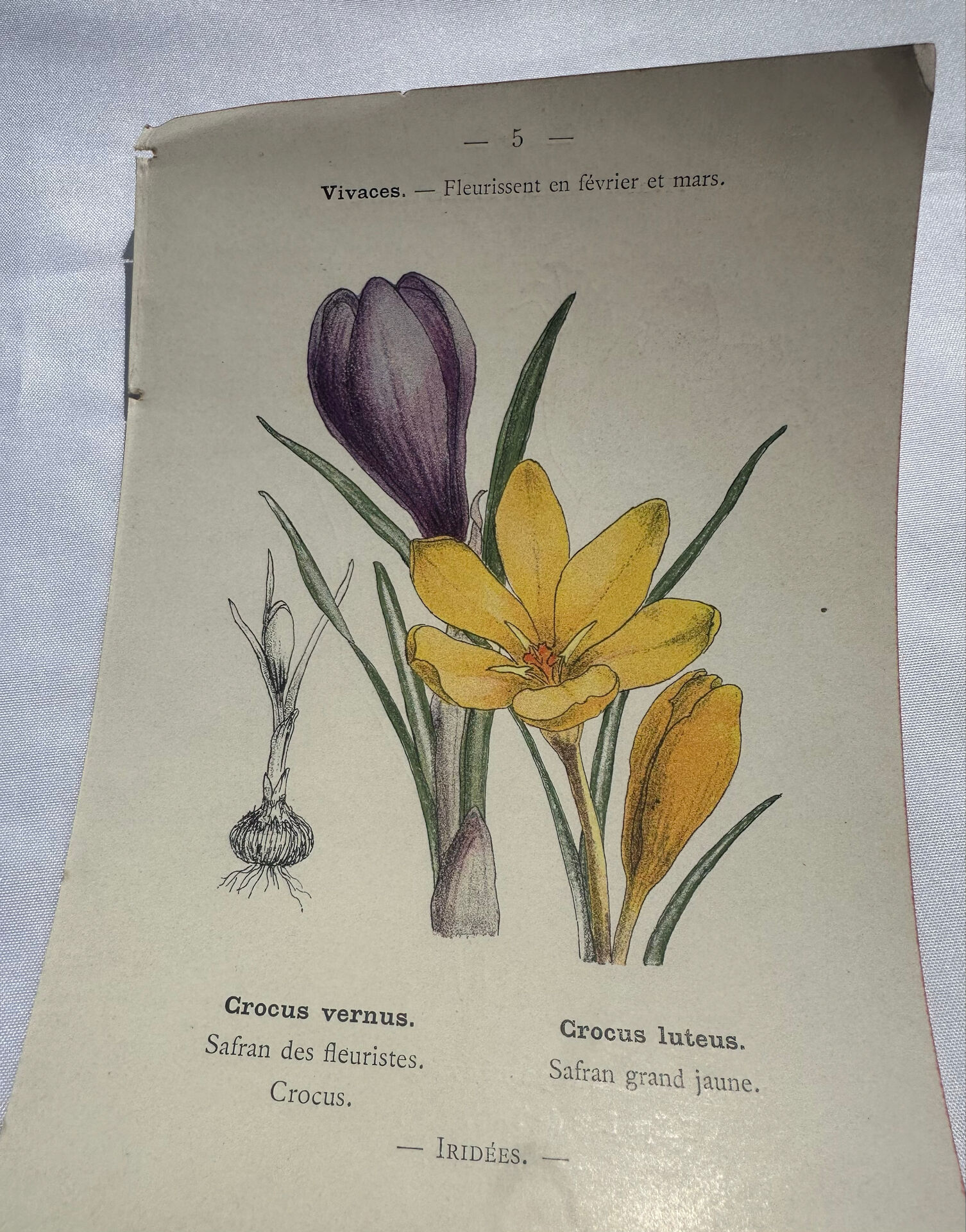 🌿 Botanical Plate Old Naturalist Engraving 19th Century Double-Sided A