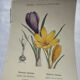 🌿 Botanical Plate Old Naturalist Engraving 19th Century Double-Sided A