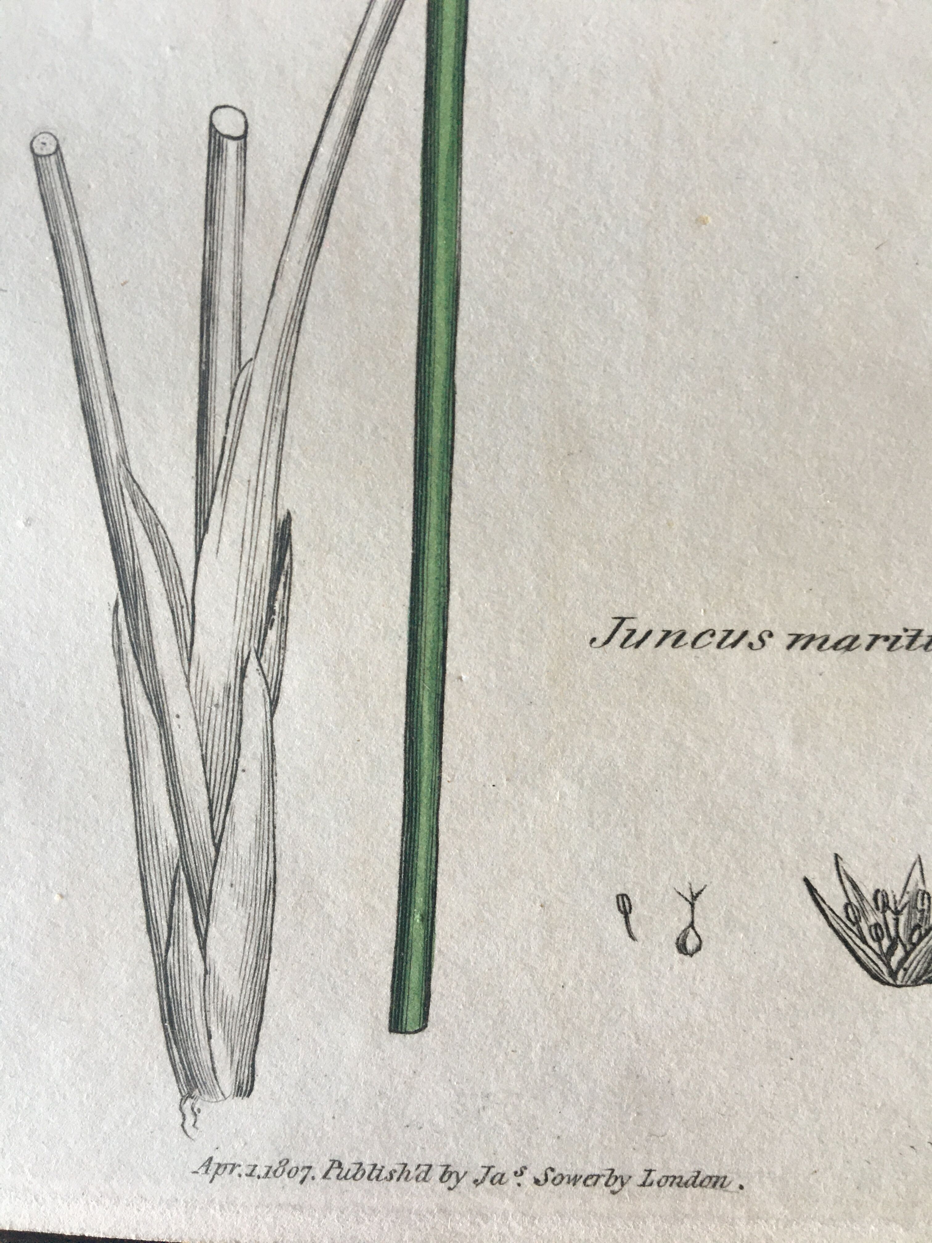 Duo de planches botaniques anglaises , édition 1809
