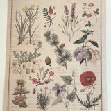 Botanical tapestry of flowers