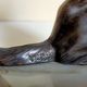 Pair of Art Deco bookends to signed wolf dogs