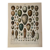 Lithograph on eggs - 1900