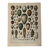 Lithograph on eggs - 1900