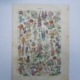 Lithographie gravure sur les fleurs datant de 1905