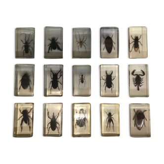 Lot d’insectes collection résine entomologie