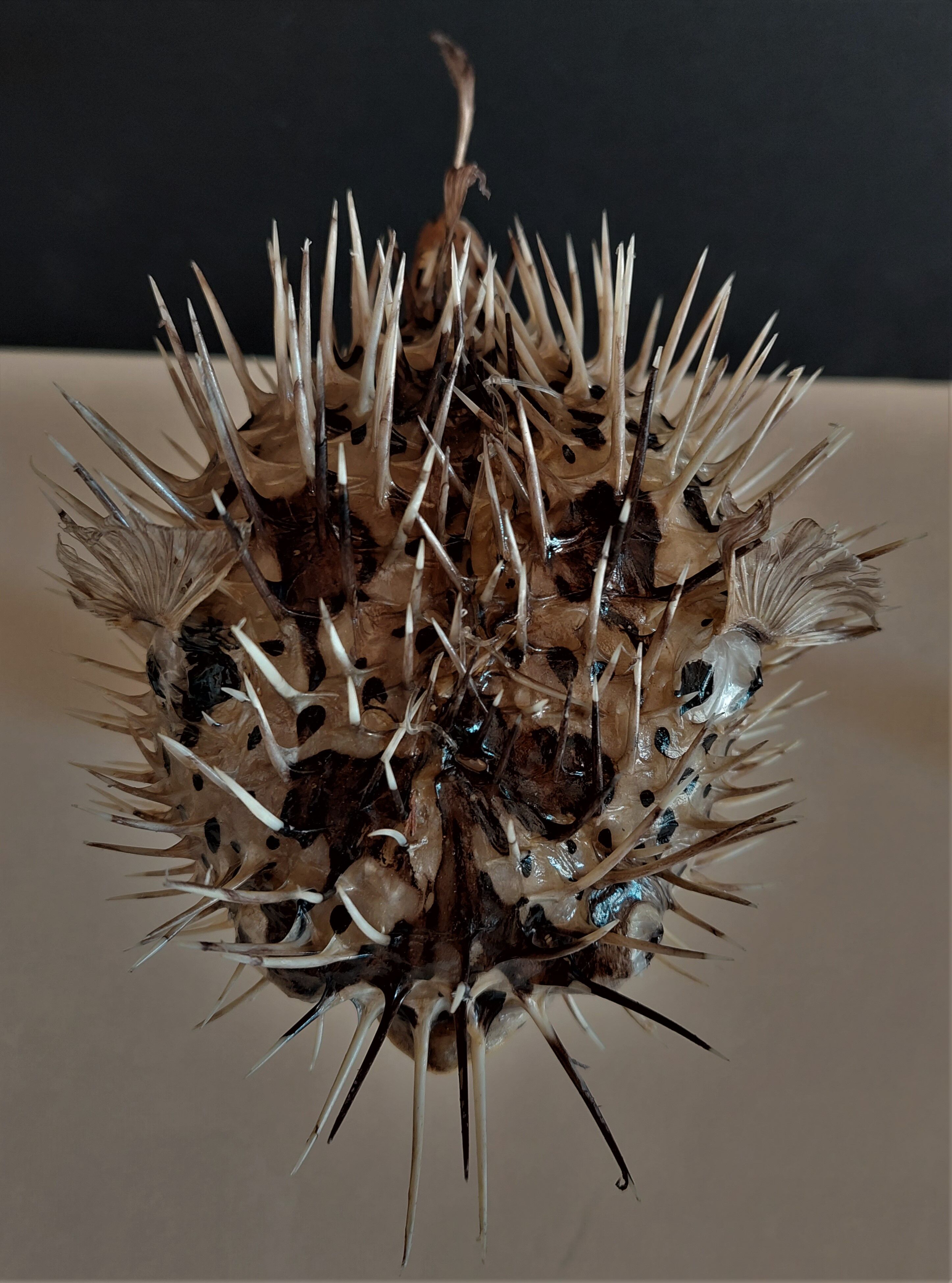 Cabinet of Curiosities diodon holocanthus on base