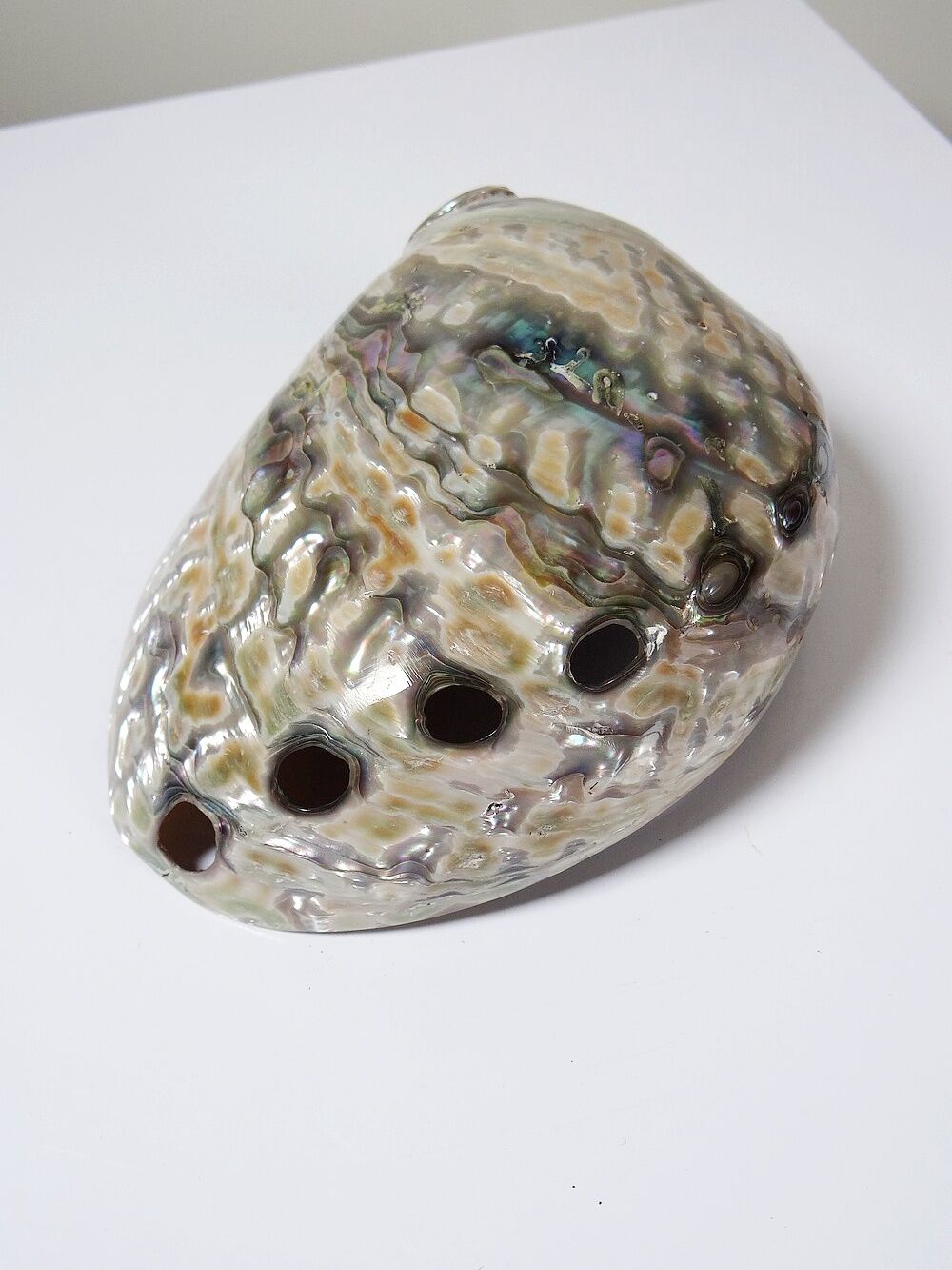 Large polished abalone shell, curiosity item, vintage 20th century.