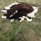 Vintage two-tone cowhide carpet