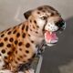 Ceramic leopard 70s