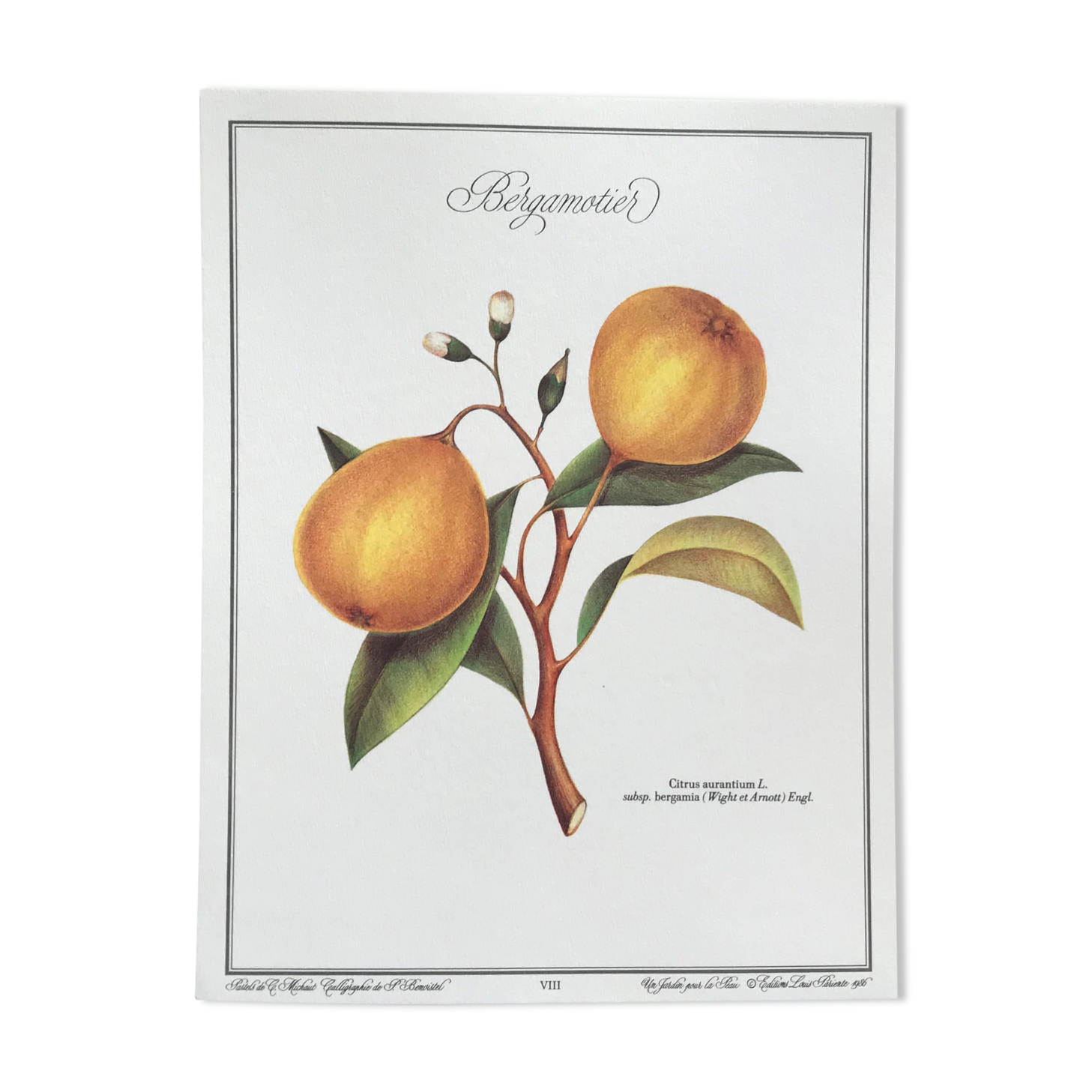 Botanical plank the Bergamotier