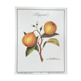 Botanical plank the Bergamotier