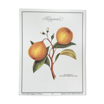 Planche botanique le Bergamotier